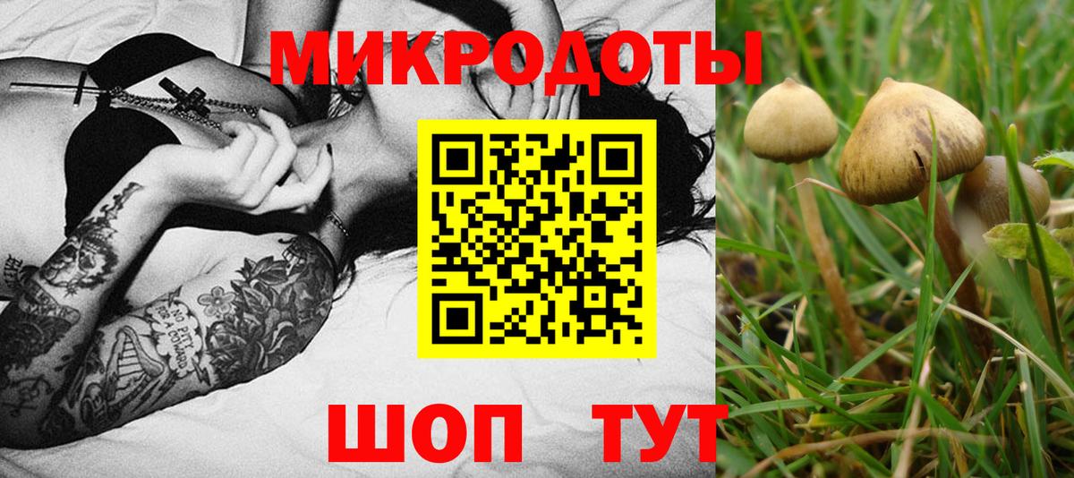 Псилоцибиновые грибы Cubensis Калининград